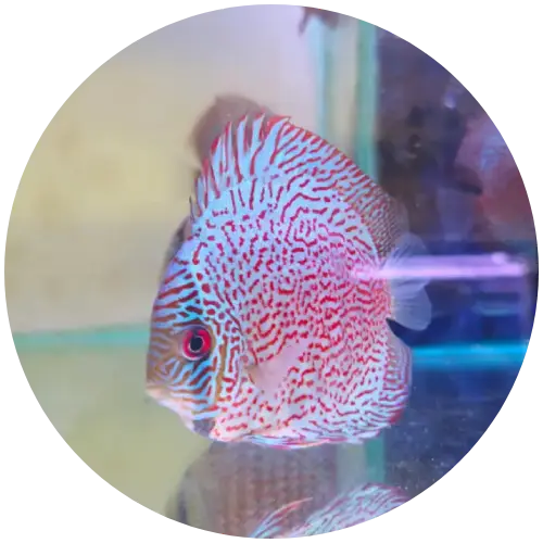 Premium<br>Discus