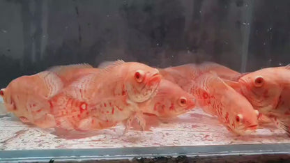 Albino Oscar