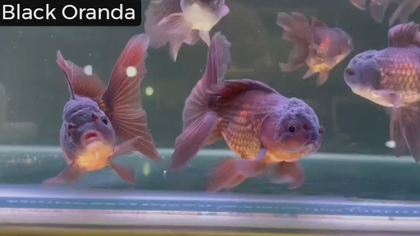 Black Oranda – Go Fish Aquariums