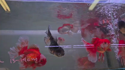 Rosetail oranda