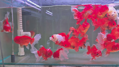 Oranda Rosetail Red and White 15cm - 17 cm