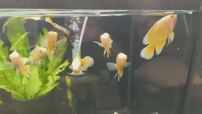 Lemon oscar