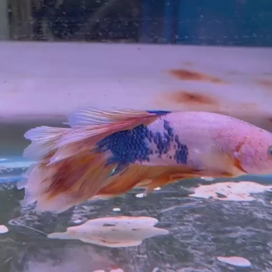 Buy PK betta fish at great prices.