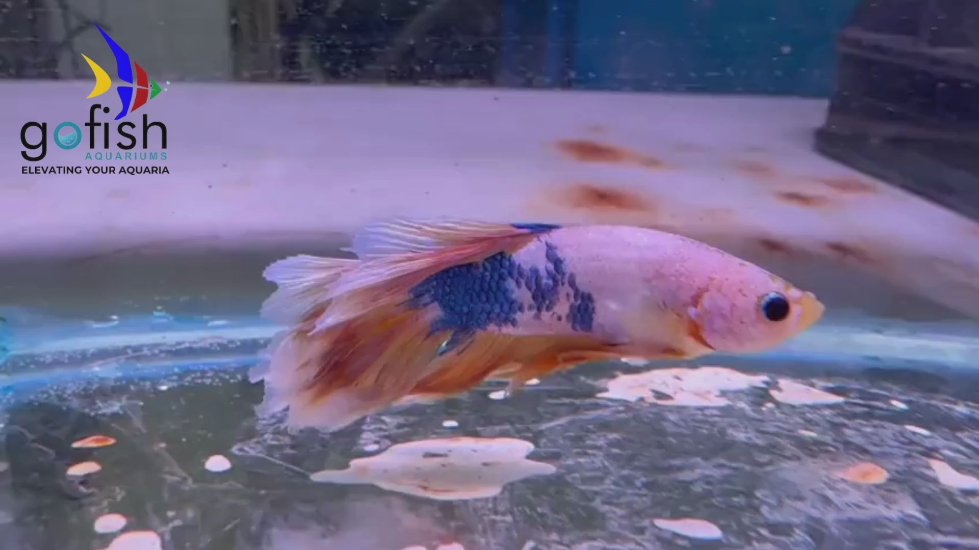 Buy PK betta fish at great prices.