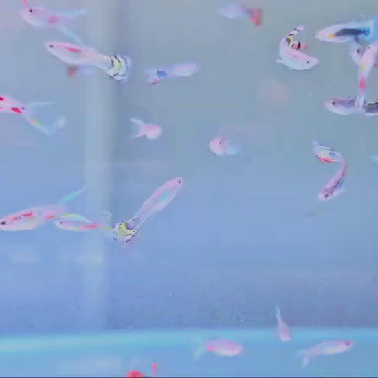 Guppy Fish: a must-have for hobbyists.