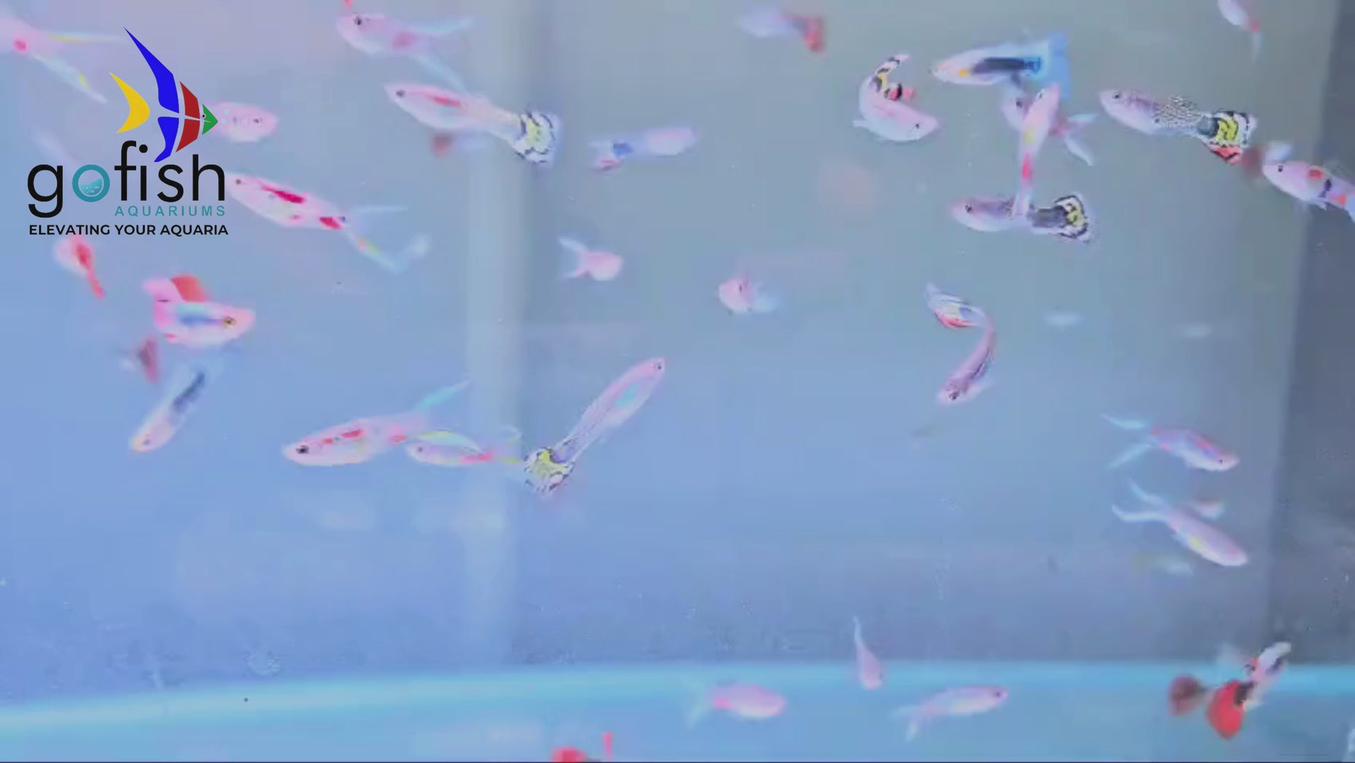 Guppy Fish: a must-have for hobbyists.