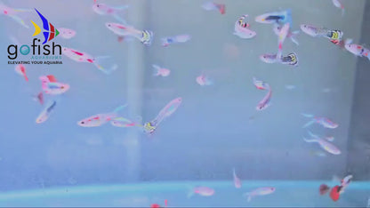 Guppy Fish: a must-have for hobbyists.
