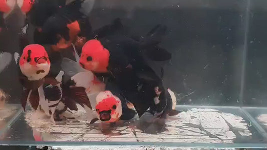 Tri Colour Oranda 13 - 14cm