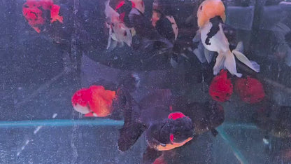 Tri colour oranda 15cm+