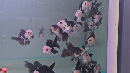 Oranda Panda 8 - 9cm