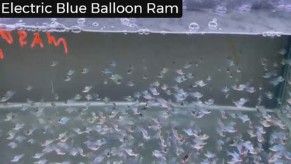 Electric Blue Balloon Ram