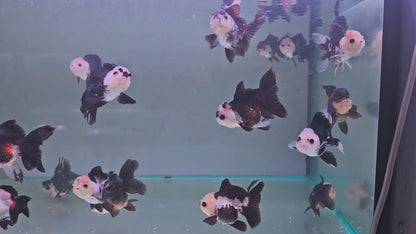 Oranda Panda 8 - 9cm