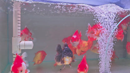Oranda Short Body and Short Tail 14 - 15 cm