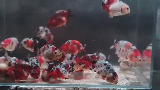 Ranchu cow calico 8-9 cm