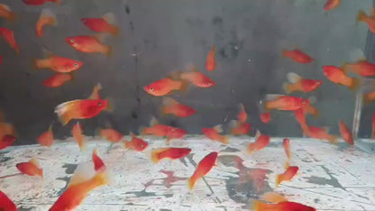 Sunkist hi fin platy