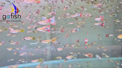 Fish for sale: top Australian suppliers.