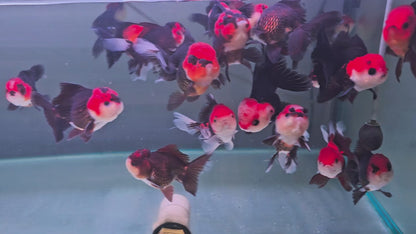 Black Rancho Oranda 10 - 11 cm