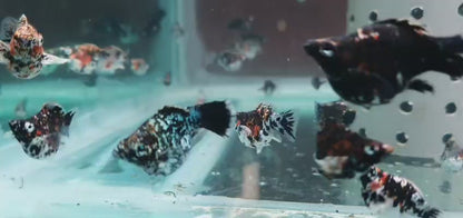3cm Balloon Molly Calico Pigeon aquarium fish