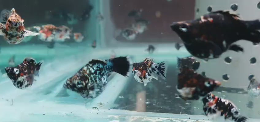 3cm Balloon Molly Calico Pigeon aquarium fish