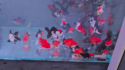Tri colour oranda 7cm