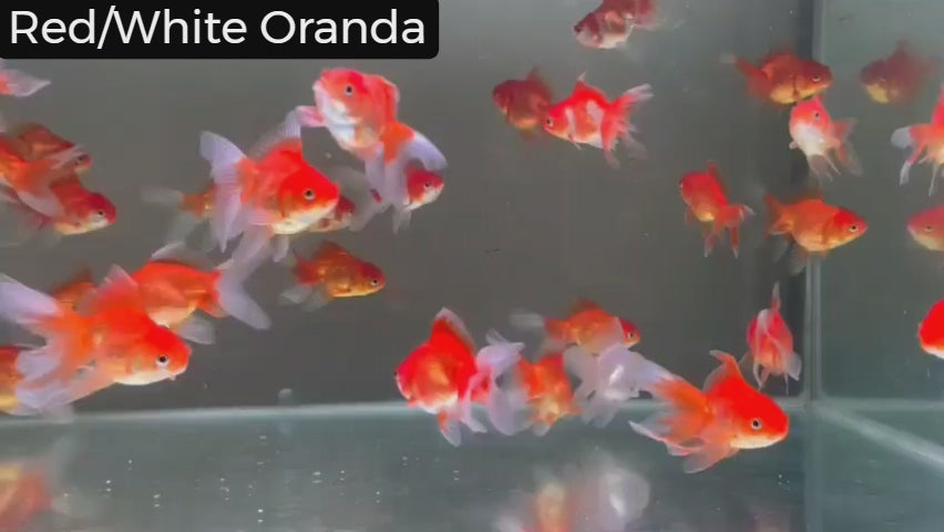 Oranda Goldfish: easy to care for.