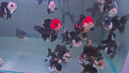 Oranda Panda 8 - 9cm