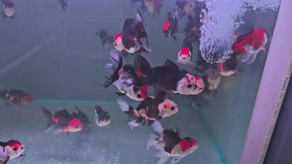 Tri Colour Oranda 8 - 9cm