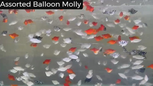 Assorted Balloon Molly