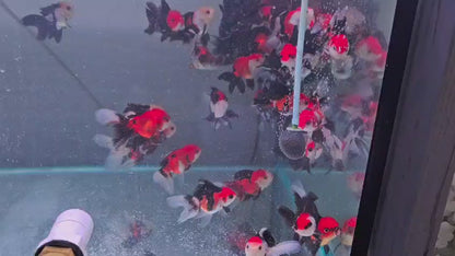 Tri colour oranda 8 to 9cm