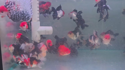 Tri Colour Oranda