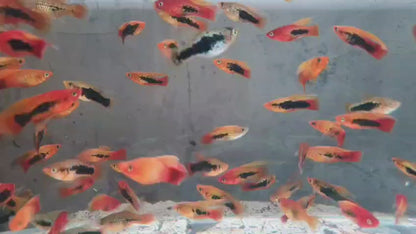 Hi fin Hawaiian platy