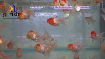 Oranda Red Cap