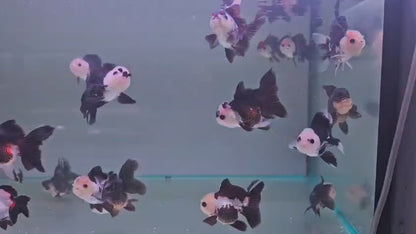 Oranda Panda 8 - 9cm