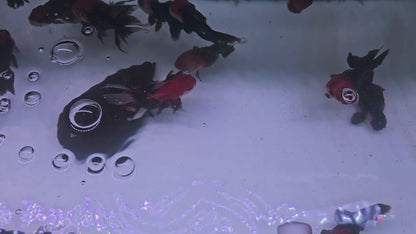 Black Rancho Oranda 10 - 11 cm