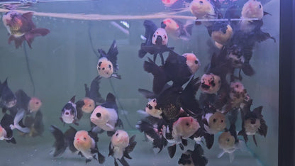 Oranda Panda 8 - 9cm
