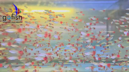 Aquarium fish for sale in Australia.
