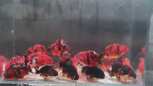 Ranchu Tiger Calico 8cm - 9cm