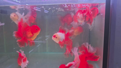 Oranda Rosetail Red and White 15cm - 17 cm