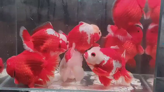 Oranda Shortail Red and White 14cm - 16cm