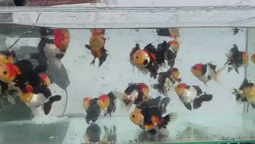 Tri Colour Oranda goldfish swimming in aquarium
