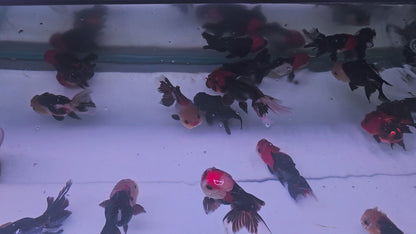 Tri Colour Oranda