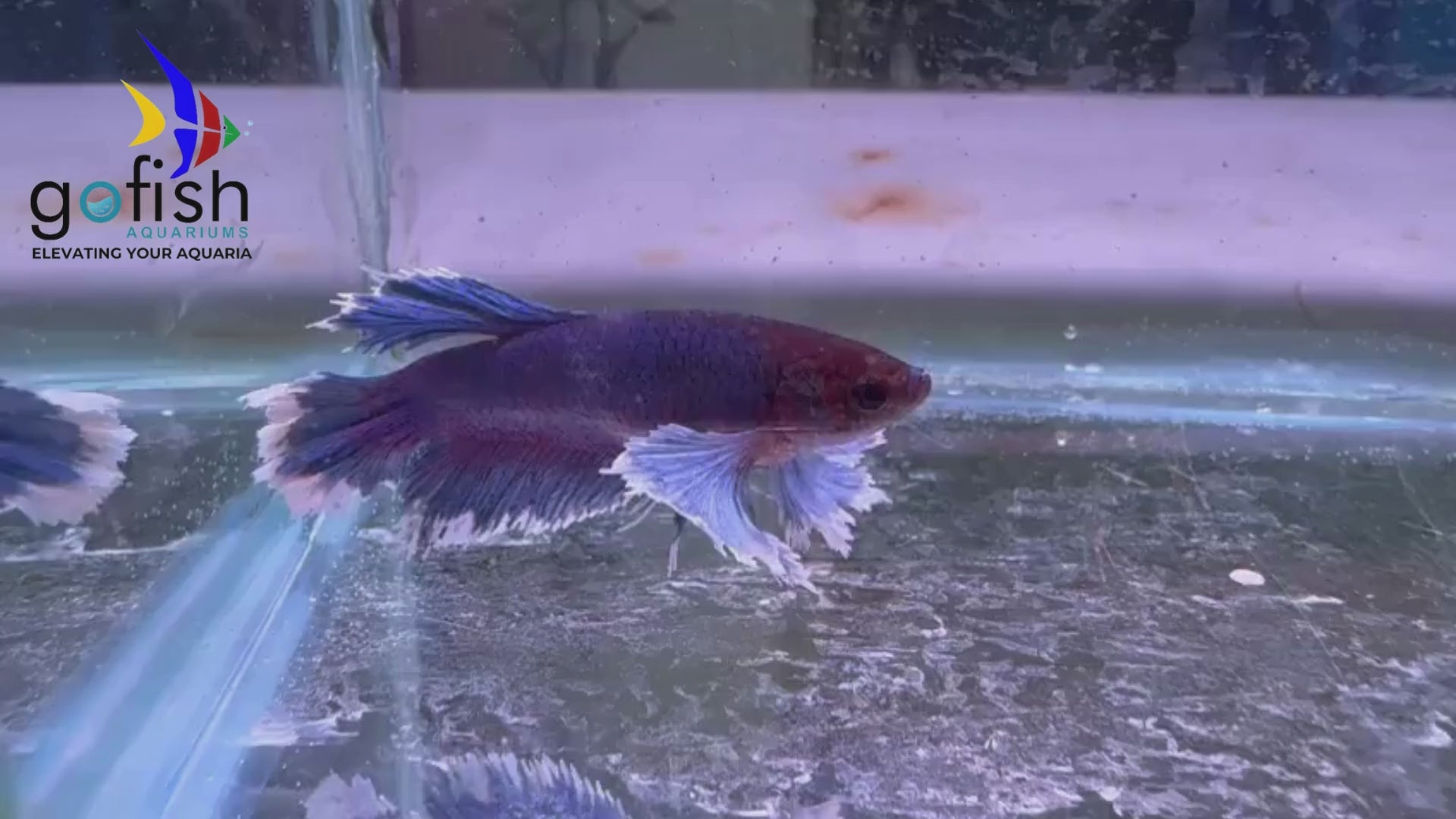 Add a Halfmoon betta to your collection.
