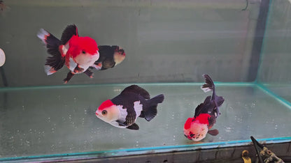 Tri Colour Oranda 14 - 15cm