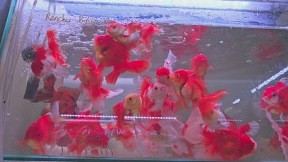 Oranda Rosetail Red and White 15cm - 17 cm