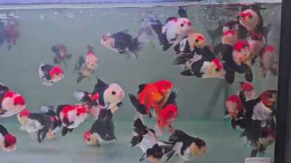 Tri Colour Oranda