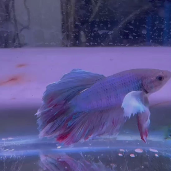 Purchase PK betta fish with ease.