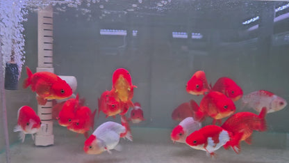Ranchu Red and White 12–13cm