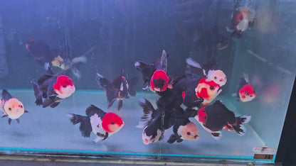 Tri Colour Oranda 10 - 11cm