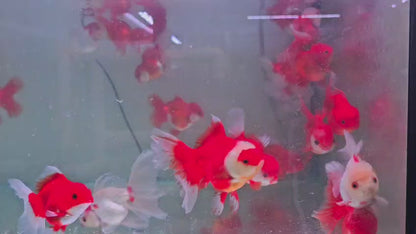 Oranda rose tail 10 to 11cm