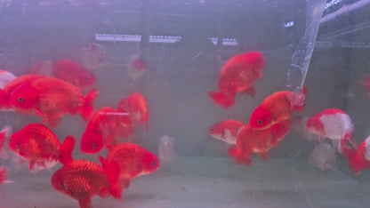 Ranchu Red and White 12–13cm